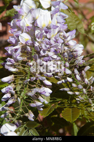 Bella blu pallido e bianco crema fiori di glicine che cresce su un muro di casa in un giardino in Alsager Cheshire England Regno Unito Regno Unito Foto Stock