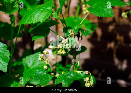 Ribes nero crescente Foto Stock