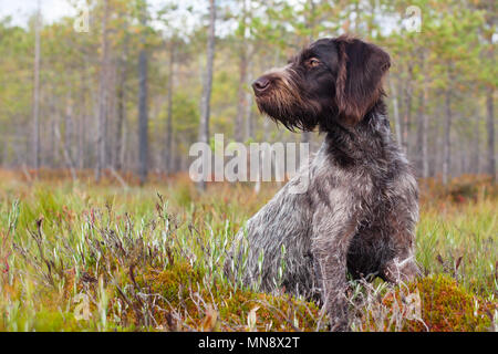 Tedesco puntatore wirehaired seduto sulla Palude Foto Stock