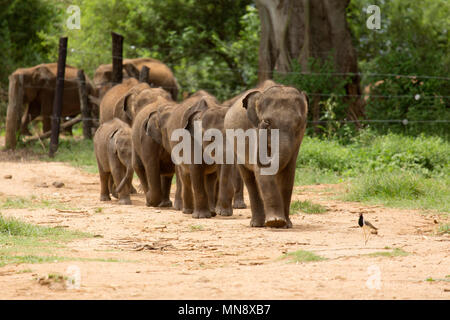 Gli elefanti avanzamento all'Elefante Udwawalawe Casa di transito a Uwawalawe parco nazionale in Sri Lanka.
