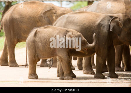 Gli elefanti avanzamento all'Elefante Udwawalawe Casa di transito a Uwawalawe parco nazionale in Sri Lanka. Gli elefanti selvatici sono alimentati all'impianto che è stato es