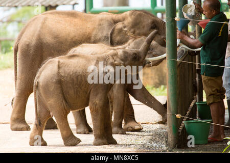 Gli elefanti avanzamento all'Elefante Udwawalawe Casa di transito a Uwawalawe parco nazionale in Sri Lanka.