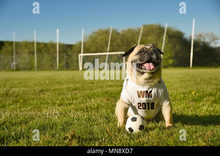 Piccolo cane è seduta sul campo di calcio. Il pug indossa una maglia tricot con la sigla tedesca per il Campionato Mondiale di Calcio 2018. Egli è carta opaca Foto Stock