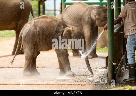 Elephant spruzzato con acqua al Udwawalawe Elephant Transit Home a Uwawalawe parco nazionale in Sri Lanka. Gli elefanti selvatici sono alimentati al facil
