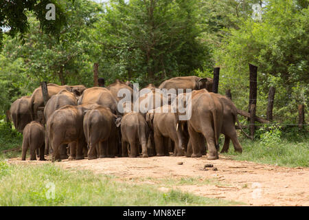 Gli elefanti spingere attraverso un cancello al Udwawalawe Elephant Transit Home a Uwawalawe parco nazionale in Sri Lanka.