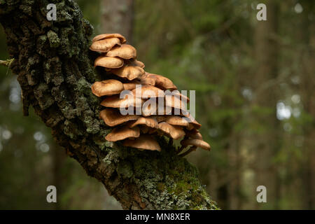 Ripiano funghi che crescono su un tronco di albero nella foresta svedese. Foto Stock