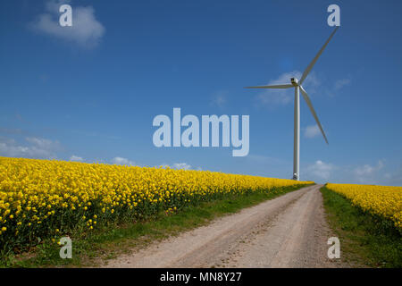 I campi di colza e la turbina eolica Foto Stock