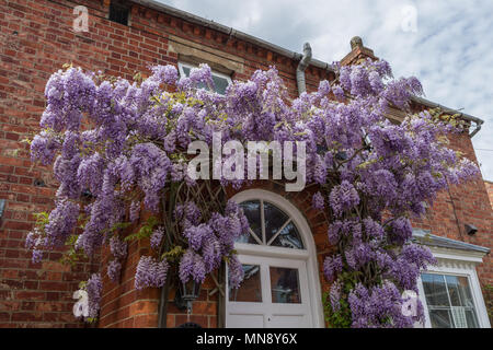 Fioritura viola scrambling Glicine oltre la parte anteriore di un cottage del villaggio di Grendon, Northamptonshire, Regno Unito Foto Stock