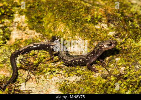 Picchi di lontra salamandra (Plethodon hubrichi) Foto Stock