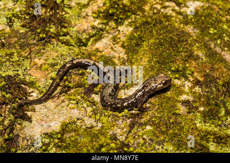 Picchi di lontra salamandra (Plethodon hubrichi) Foto Stock