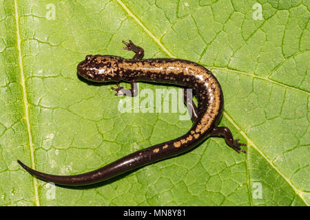 Picchi di lontra salamandra (Plethodon hubrichi) Foto Stock