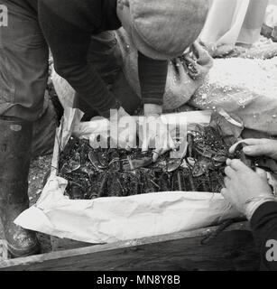 Degli anni Cinquanta, foto storiche, un pescatore messa, con cautela, un volume di catture di pesce fresco, aragoste, in un ghiaccio, carta avvolta casse di legno. I grandi artigli frontali delle aragoste presentano bande di gomma intorno a loro per proteggere chiunque handlying loro di ottenere strappato, come aragoste sono feisty. Le aragoste devono essere maneggiati con cautela. Foto Stock