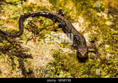 Picchi di lontra salamandra (Plethodon hubrichi) Foto Stock