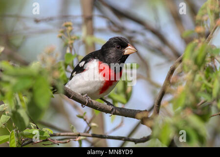 Rose-breasted grosbeak in serviceberry in Pennsylvania garden Foto Stock