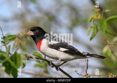 Rose-breasted grosbeak in serviceberry in Pennsylvania garden Foto Stock