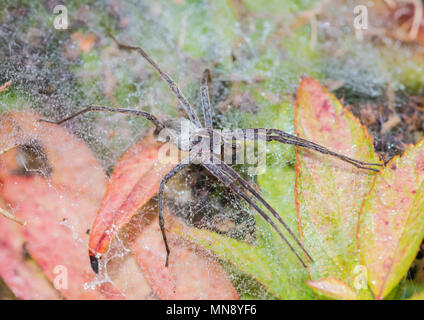 Una ripresa macro di un vivaio spider web seduto sul suo vivaio web. Foto Stock