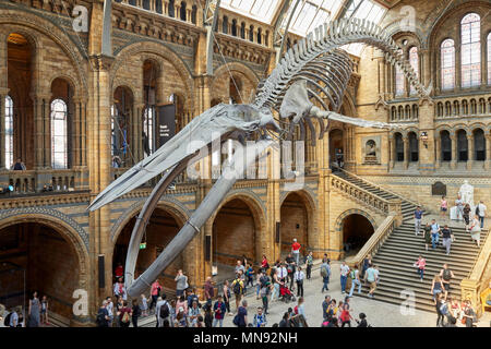 Spero che il blu di scheletro di balena in Hintze Hall del Museo di Storia Naturale a Cromwell Road Londra Inghilterra REGNO UNITO Foto Stock