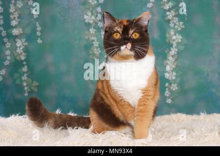 Udienza British Shorthair Foto Stock