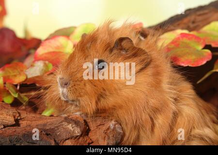 La cavia Foto Stock