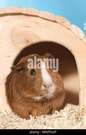 Liscia con capelli cavia Foto Stock