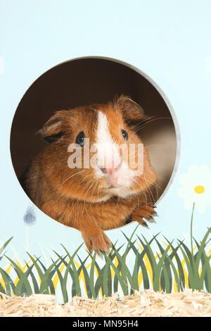 Liscia con capelli cavia Foto Stock