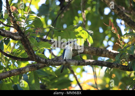 Cupo kingfisher (Todiramphus funebris) nell isola di Halmahera, Indonesia Foto Stock