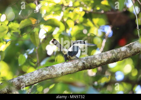 Cupo kingfisher (Todiramphus funebris) nell isola di Halmahera, Indonesia Foto Stock