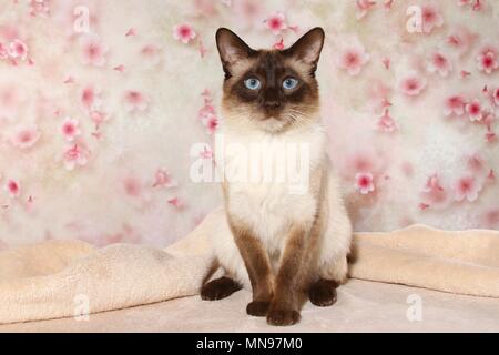 Tomcat tailandese Foto Stock