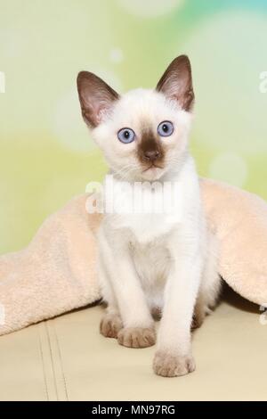 Gattino tailandese Foto Stock