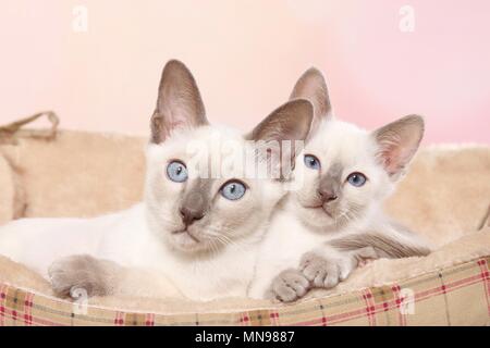 Gattino tailandese Foto Stock