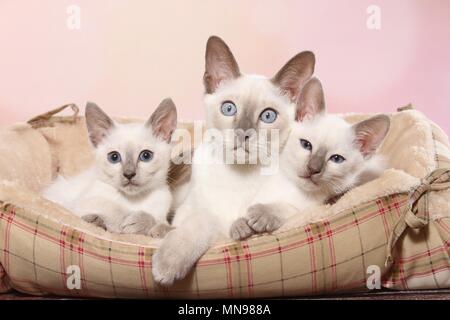 Gattino tailandese Foto Stock