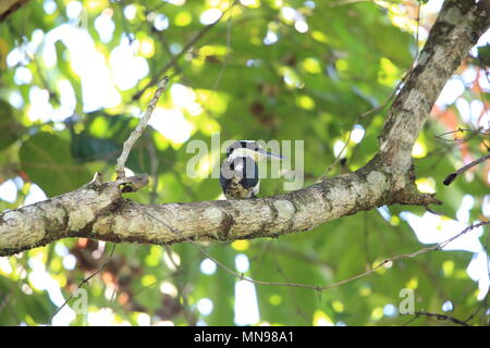 Cupo kingfisher (Todiramphus funebris) nell isola di Halmahera, Indonesia Foto Stock