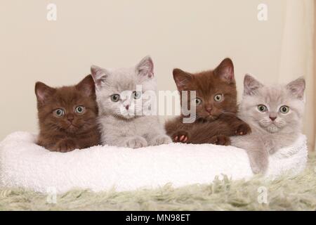 British Shorthair Kitten Foto Stock