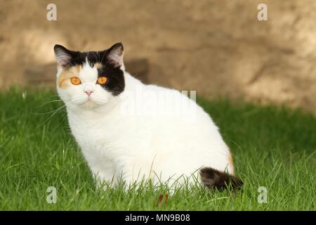 Udienza British Shorthair Foto Stock