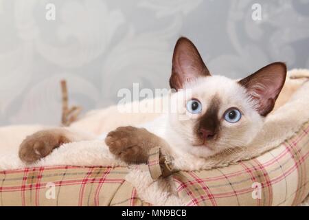 giovane thailandese Foto Stock