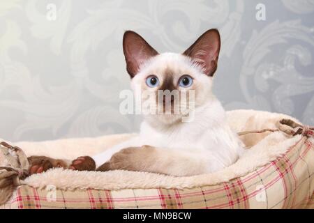 giovane thailandese Foto Stock