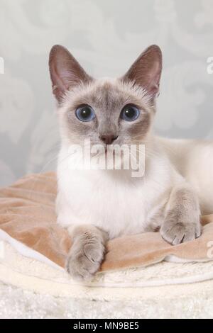 menzogne tailandese Foto Stock