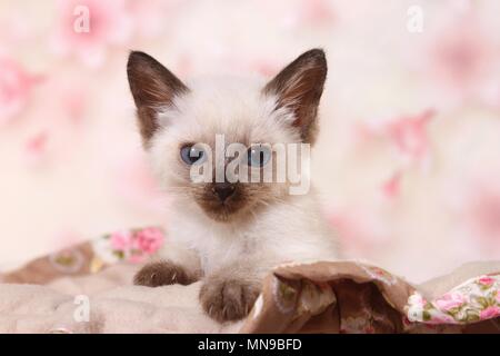 Gattino tailandese Foto Stock