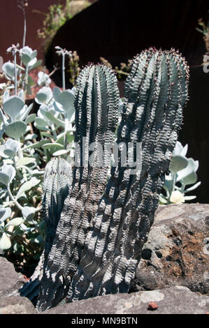 Sydney Australia, latte africana barrel cactus Foto Stock