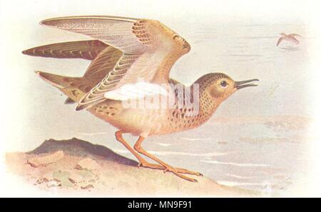 BRITISH uccelli. Buff-breasted Sandpiper. THORBURN 1925 old vintage print Foto Stock