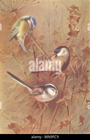 Uccelli britannica.Cinciarella;Marsh-Titmouse;Long-Tailed Cincia.THORBURN 1925 Foto Stock
