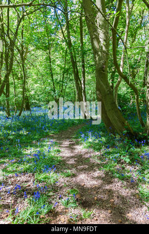 Bluebell. Scilla non scripta (Liliaceae) in Everton Stubbs, Northamptonshire. Foto Stock