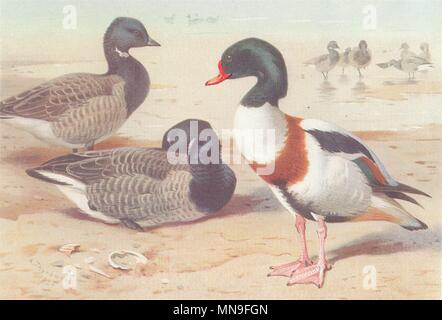 BRITISH uccelli. Brent Goose; Comune Sheld-Duck. THORBURN 1926 old vintage print Foto Stock