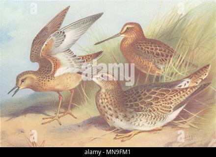 BRITISH uccelli. Buff-Breasted Sandpiper; Red-Snipe Bartram's. THORBURN 1926 Foto Stock