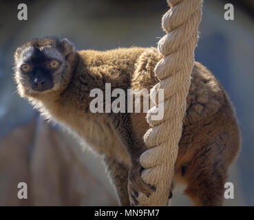 Rosso fiammante lemur Calgary Alberta Canada Foto Stock