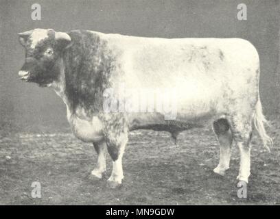 I capi di bestiame. Shorthorn Bull 'Linksfield Champion' Campione a RASE show 1907 1912 Foto Stock