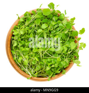 Trifoglio di cremisi microgreen nella ciotola di legno. Le piante giovani, piantine, germogli, i germogli e i cotiledoni di Trifolium incarnatum, chiamato anche trifoglio italiano. Foto Stock