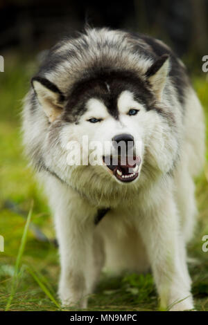 Cani Husky malamut - giorno di estate sullo sfondo di erba verde, luce naturale. Foto Stock