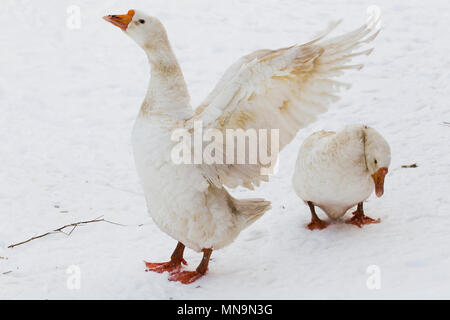 Due oche bianco a piedi in inverno sulla coperta di neve cantiere nel villaggio. Foto Stock