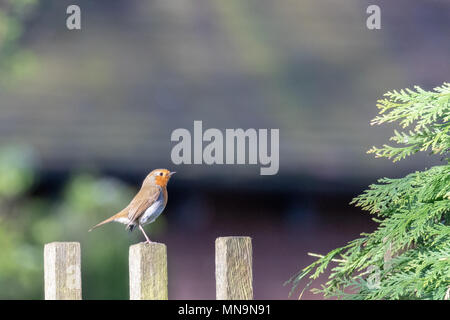 Unione robin (erithacus rubecula), arroccato su di un palo da recinzione. Sfondo bokeh di fondo. Foto Stock